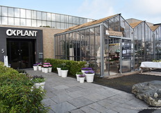 Off to OK Plant! This orchid nursery not only sells orchids, but offers much more. For instance, they create and supply complete concept tables to garden centres, make gift sets, produce ceramics at four locations, and also have green plants (from other growers) in their range. They also produce seasonal products such as Scaevola, Hebe and a new variety of Campanula.