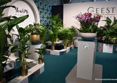 Presenting green plants and phalaenopsis. Of the phalaenopsis, they have the standard and multi varieties.