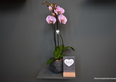 New exclusive variety from Levoplant Ismael.