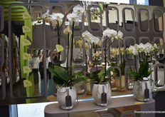 The first 15cm pot that had been introduced in 2004. The choice was then made to go from 12 to 15cm pots and it is still there. This is what made Opti-flor famous.