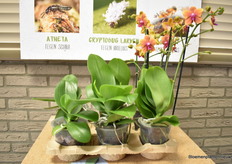 They also show what they have invested in over the past few years: for example, in the reduction of plastic packaging material, replacing plastic clips with threaded metals, the eco-tray, paper boxes, complete switch to LED lighting, solar panels and the PotWeb, as shown in the picture above.