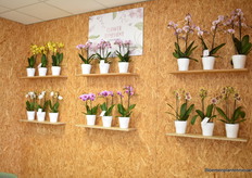 The Flower Symphony series is the short segment of with 40-55cm high branches. Available in several colours, it has larger flowers, with a diameter of around 6cm.