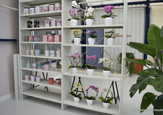 Phalaenopsis in various forms.