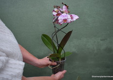 Also one to highlight is Twister, with the variety Magic Art.