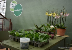 Here, they show the journey of the orchid as it enters the greenhouse here.