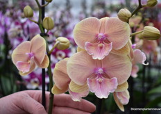 "We are known to be colourful," says Eileen. "Dancer's Kiss, for example, is very special in terms of colour." Furthermore, they also have their own imports from Taiwan. This allows us to offer different mixes.