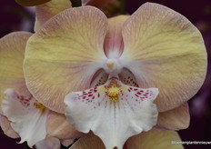 Close-up of Tina. See? The big lip is a different colour from the other petals.