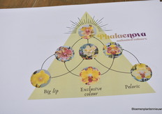 So what is Phaleanova looking for? A combination of exclusive colour, big lip, and/or "peloric" (flowers that deviate from the normal shape). The combination of the three is the ultimate, but it is not there yet.