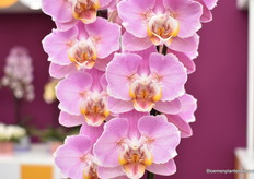 An example of a "Peloric" variety.