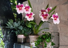 Large flowers with beautiful patterns. "Exclusive varieties are our speciality"