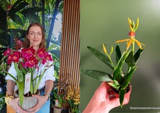 Sonia Brandys, salesperson/saleswoman at Inca Orchid with an arrangement of Miltoniopsis available from stock. "Inca Orchids is the address for beautiful exclusive orchids. This year, the many options in 9cm pot take centre stage with several new lines. We also use these days to orientate on new products such as the mini orchid."