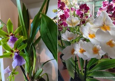 And some more unusual colours and shapes.