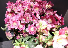 Also available in a darker colour: HGC Winter Ballet Frilly Ruby