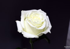 Kordes Rosen's new white rose: Supernova