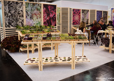 Succulents Unlimited