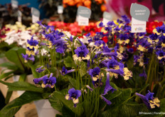 Streptocarpus from Koppe Begonia