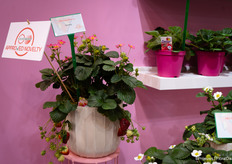 What beautiful (and delicious!) strawberries at ABZ Seeds