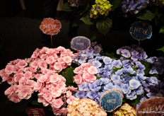 New hydrangea from HBA