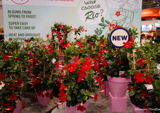 Mandevilla Rio from Syngenta Flowers