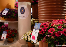 New brand look at Dümmen Orange