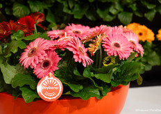 Joybera from Schoneveld Breeding