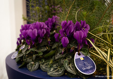 Cyclamen Blue Dragon from Schoneveld Breeding