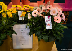 HilverdaFlorist's Garvinea Sweet Pastry won an award within the Bedding and Balcony Plants category.