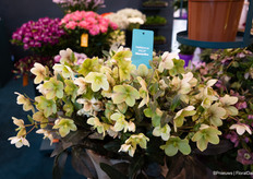 Helleborus Diamonfire from HilverdaFlorist