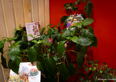 Prudac's new Rainbow Peppers plant