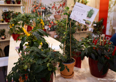 Peas 'N' Pod Bernard shows off the peas well