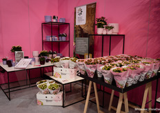 And the Discovery centre featured Queen's kalanchoe flowers and plants