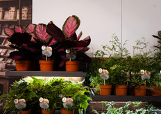 Air so Pure's air-purifying plants