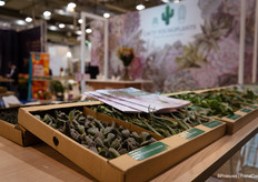 Cacti Youngplants cuttings