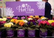 Pom Pom Primula, what cheerful colours huh?