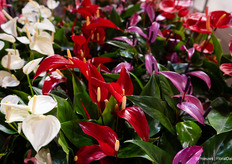 Anthuriums from Stolk Brothers