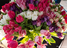 Tulips from Triflor