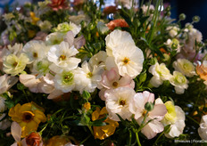 Ranunculus Butterfly is marketed exclusively by Coloriginz