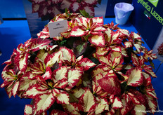 Lazzeri's Superba Galaxy continues to flower for a very long time.