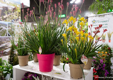 Pot Anigozanthos by Floramici