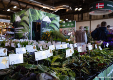 Lundager plants at GASA Group's stand