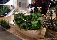 Special Calla Eydona White