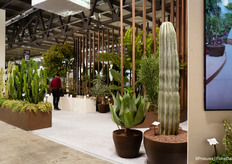 Mega cacti at Giorgio Tesi Group's stand