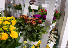 Maple Sugar is popular with Proven Winners