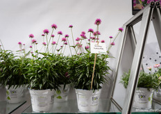 Also Gomphrena Truffula Pink