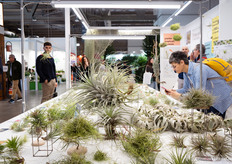 Tillandsias in all shapes and sizes