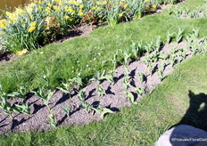 In the park, the tulips have already been planted. Now it just takes some patience for them to bloom