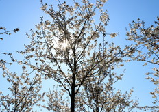 There are 10 different varieties of cherry blossom, to have as long a bloom as possible