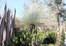 On to the Australian section. This 'black boy' plant comes from the Australian desert and must be well cared for to thrive in the Belgian climate