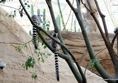 Upon entering, we immediately encounter the first greenhouse residents