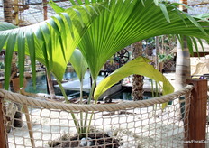 One of the rarest plants in the greenhouse